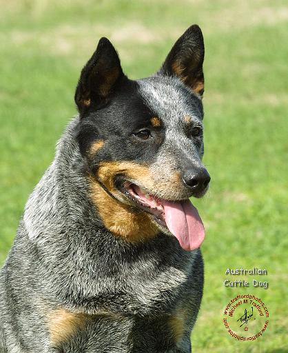Australian Cattle Dog 9F059D-23.JPG